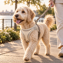 Braventore™ LumenArc Comfort Harness
